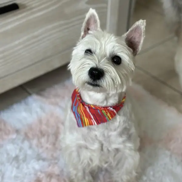 Perro pequeño cuidado durante una visita a domicilio en Dorado