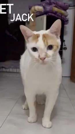Jack