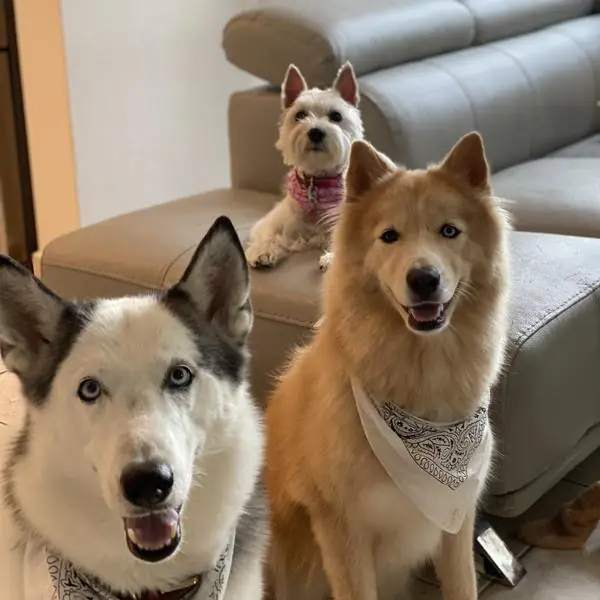 Katherine con sus tres perros en casa, ambiente de hogar de Happy Paws en Dorado