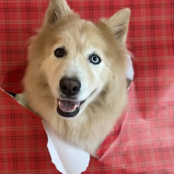 Perro feliz durante una estadía de boarding sin jaulas en Dorado